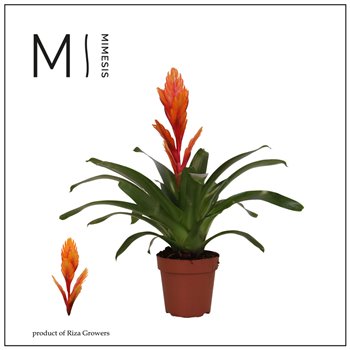 Vriesea intenso orange Florence ceramic - Oranje 42 cm fi13 cm Q5394