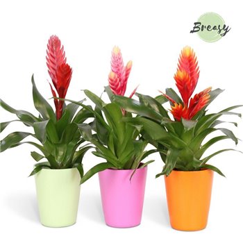 Vriesea mix Florence ceramic - Cupcake mix 45 cm fi13 cm Q5397