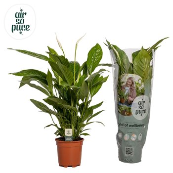 Spatifil vivaldi 2+ flower - AirSoPure 65 cm fi17 cm Q5576