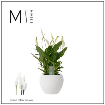 Spatifil bellini 8+ flower - Bolpot ceramic Wit  Decorum 40 cm fi13 cm Q5615