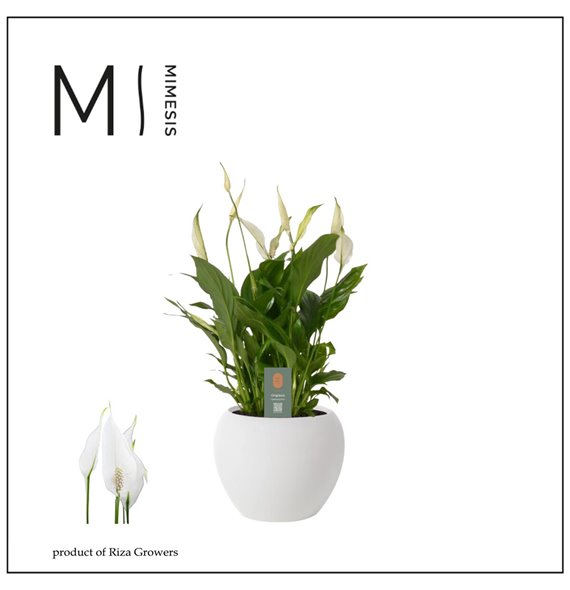 Spatifil bellini 8+ flower - Bolpot ceramic Wit Decorum 40 cm fi13 cm Q5615 Spatifil bellini 8+ flower - Bolpot ceramic Wit Decorum 40 cm fi13 cm Q5615