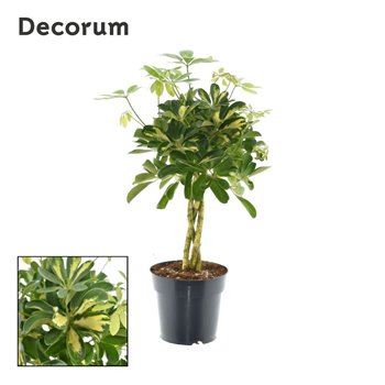 Šeflera arboricola gold capella vlecht decorum 60 cm fi17 cm Q5696