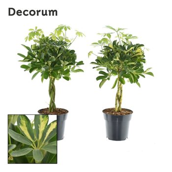 Šeflera arboricola vlecht mix (gold capella & compacta) decorum 60 cm fi17 cm Q5703