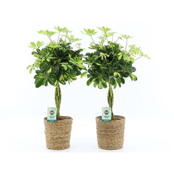 Šeflera arboricola gold capella in seagrass 75 cm fi21 cm Q5711