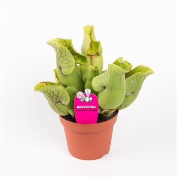 Sarracenia purpurea venosa 25 cm fi12 cm Q5731