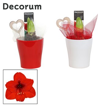 Hippeastrum rood 2 knop decorum in ompot amy LOVE 25 cm fi12 cm Q3042