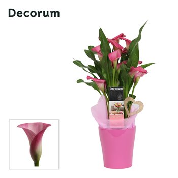 Kala mix decorum roze wit in ompot amy LOVE 35 cm fi12 cm Q4997