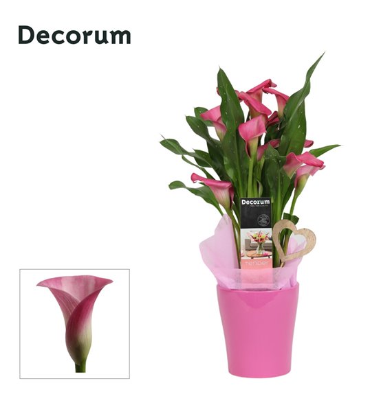 Kala mix decorum roze wit in ompot amy LOVE 35 cm fi12 cm Q4997 Kala mix decorum roze wit in ompot amy LOVE 35 cm fi12 cm Q4997