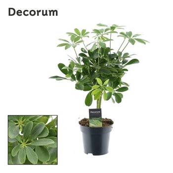 Šeflera arboricola nora on stem decorum 50 cm fi14 cm Q5692