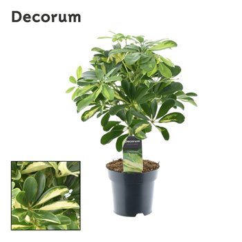 Šeflera arboricola gold capella on stem decorum 50 cm fi14 cm Q5704