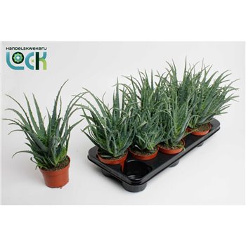 Aloe arborescens 30 cm fi12 cm Q269