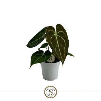 Anthurium clarinervium Clarinervium Mini 7cm 25 cm fi7 cm Q381