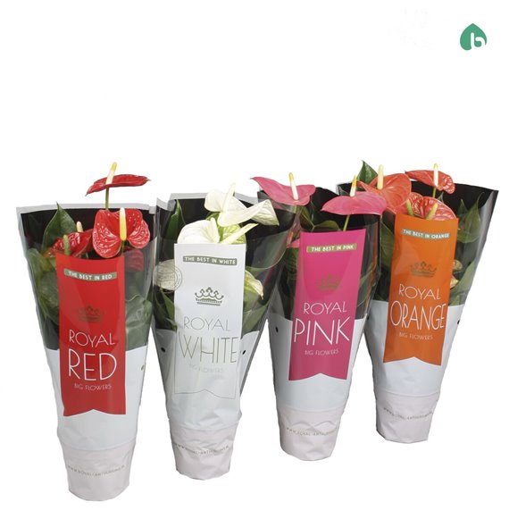 Anthurium andr mix royal 5-7 flower 50 cm fi14 cm Q463 Anthurium andr mix royal 5-7 flower 50 cm fi14 cm Q463