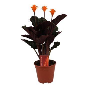 Kalateja crocata 3 4 flower basic 40 cm fi14 cm Q1834