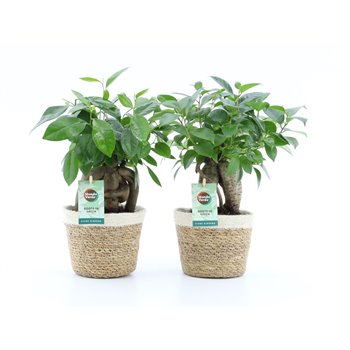 Fikus microcarpa retusa in noah Košara 35 cm fi14 cm Q2715
