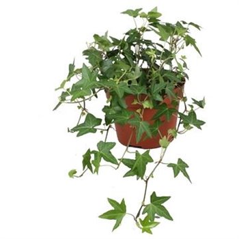 Hedera helix diny 9pp - 20-25cm Rank 30 cm fi13 cm Q2970