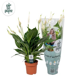 Spatifil pico cupido 7+ flower - AirSoPure sleeve + etiket 50 cm fi13 cm Q4132