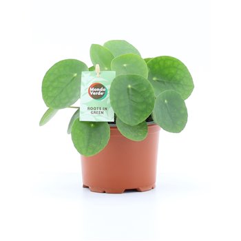 Pilea peperomioides 20 cm fi12 cm Q4555