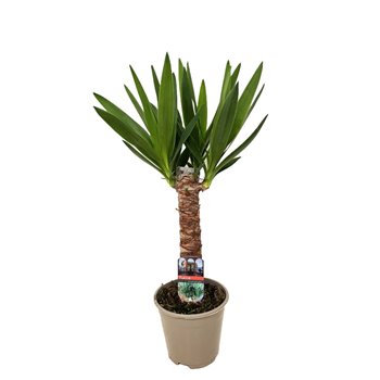 Juka 30cm - single stem 60 cm fi14 cm Q5343