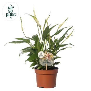 Spatifil chopin 8+ flower - AirSoPure + WOW etiket 30 cm fi10.5 cm Q5630