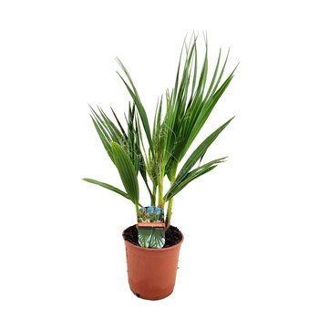 Palma Washingtonia robusta 55 cm fi14 cm Q5820