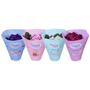 Vijolica mix Voila la Fleur 20 cm fi12 cm Q5823