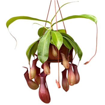 Nepenthes alata monkey jars hangpot 40 cm fi14 cm Q5833