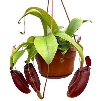 Nepenthes Diana monkey jars hangpot 45 cm fi14 cm Q5835