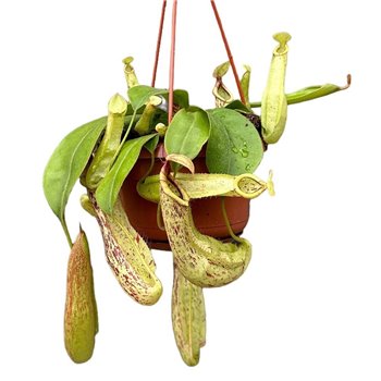 Nepenthes Mojito monkey jars hangpot 45 cm fi14 cm Q5837
