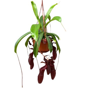 Nepenthes Bill monkey jars hangpot 45 cm fi14 cm Q5838