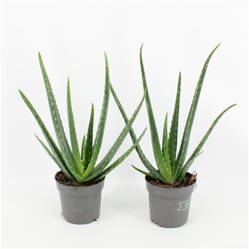 Aloe vera 35 cm fi10.5 cm Q295