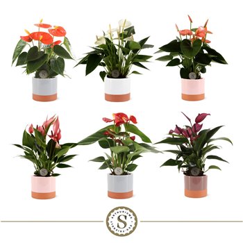 Anthurium andr  mix 3 colours 7cm Mix in Ibiza ceramic 25 cm fi7 cm Q446