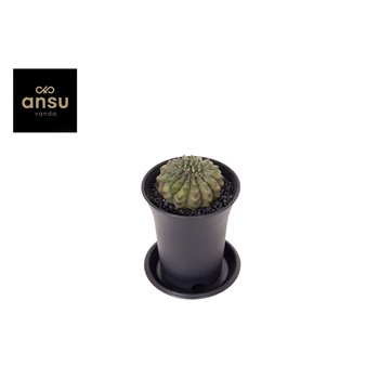 Kaktus Gymno Spineless 13 cm fi7.5 cm Q1028