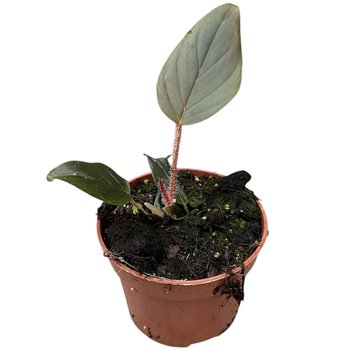 Philodendron Serpens 25 cm fi10.5 cm Q4766