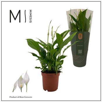 Spatifil bellini 8+ flower - Decorum 40 cm fi13 cm Q5574