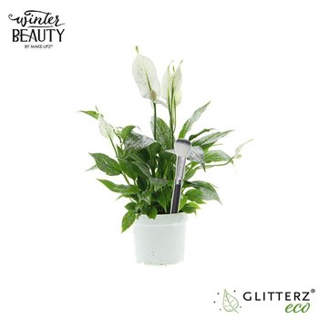 Spatifil bellini 6+ flower - MakeUpz Zilver glitter 40 cm fi13 cm Q5587