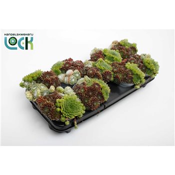 Sempervivum mix in pot 15 cm fi12 cm Q5668