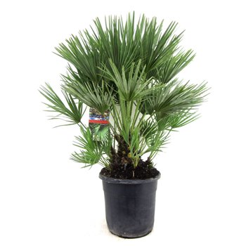 Chamaerops humilis 120 cm fi30 cm Q2153