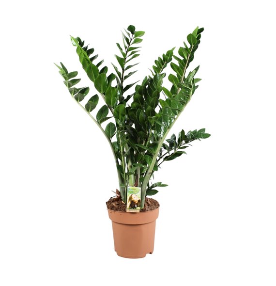 Zamija zamiifolia Zamija 10+ springs - hoogte 100-110 10 stems plnt 100 cm fi27 cm Q5491 Zamija zamiifolia Zamija 10+ springs - hoogte 100-110 10 stems plnt 100 cm fi27 cm Q5491