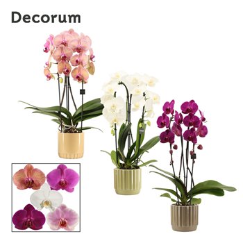 Orhideja Phalaenopsis mix Orhideja Phalaenopsis cascade 2 stems mix in Liam (Nature world collection) 14 fl  2 stems pl 55 cm fi