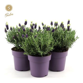 Lavandula stoechas anouk white 30 cm fi15 cm Q3730