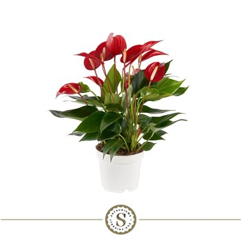 Anthurium banderola roja mille fleurs 40 cm fi12 cm Q500