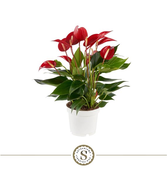 Anthurium banderola roja mille fleurs 40 cm fi12 cm Q500 Anthurium banderola roja mille fleurs 40 cm fi12 cm Q500