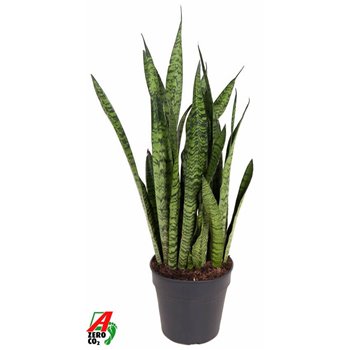 Taščin jezik - Sanseveria zeylanica 90 cm fi24 cm Q1310