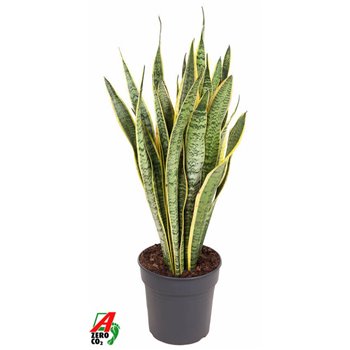 Taščin jezik - Sanseveria trifasciata laurentii 80 cm fi24 cm Q1427