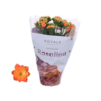 Kalanhoja rosalina oranje royale 27 cm fi12 cm Q3548
