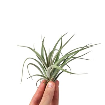 Tillandsia Pohliana 15 cm fi12 cm Q5615