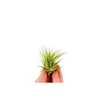 Tillandsia ionantha green bonsai 101948 baby 3 cm fi3 cm Q4311