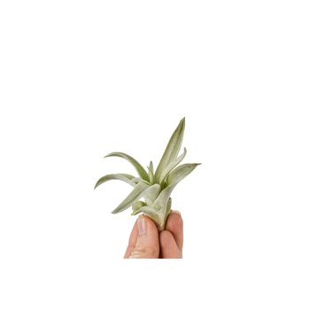 Tillandsia capitata bonsai 101946 baby 5 cm fi3 cm Q4315