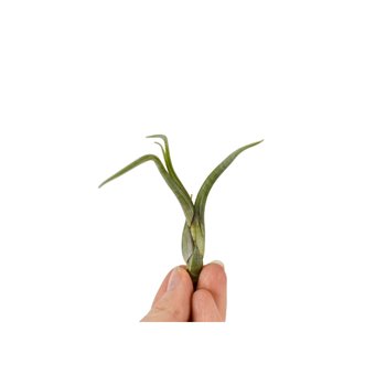 Tillandsia balley bonsai 101951 baby 5 cm fi3 cm Q4316
